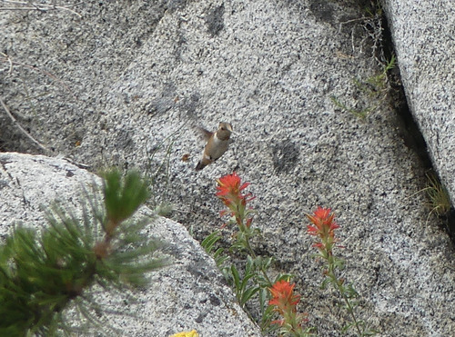 iNaturalist observation photo of Rufous Hummingbird
