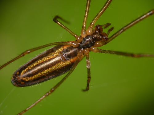 Tetragnatha pinicola