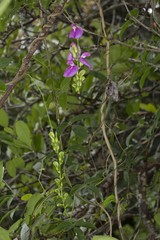 Canavalia bonariensis