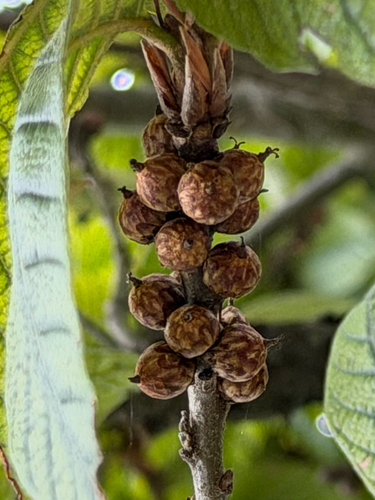 Quercus rysophylla, photograph 3