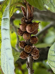 Quercus rysophylla, photograph (c) Cody Hinchliff, some rights reserved (CC BY)
