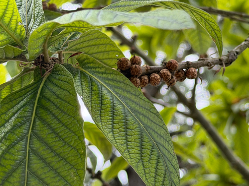 Quercus rysophylla, photograph 5