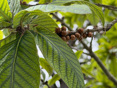 Quercus rysophylla, photograph (c) Cody Hinchliff, some rights reserved (CC BY)