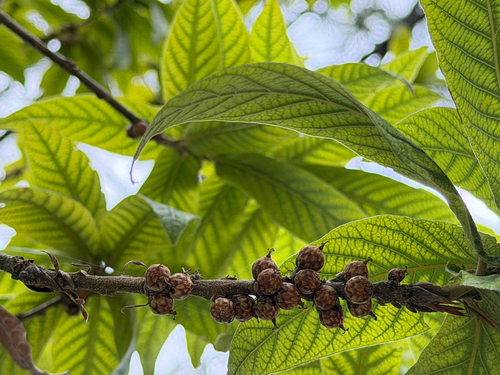 Quercus rysophylla, photograph 1