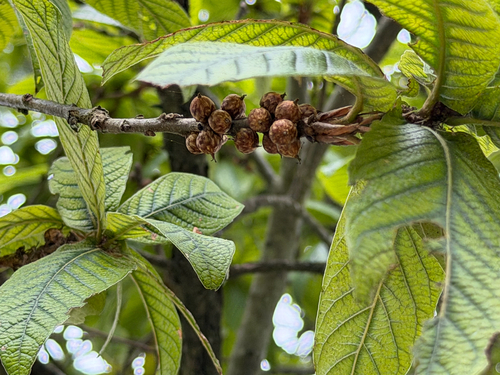 Quercus rysophylla