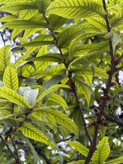 Quercus rysophylla, photograph (c) Cody Hinchliff, some rights reserved (CC BY)