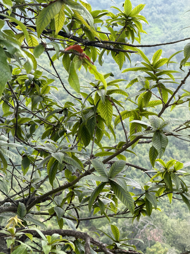 Quercus rysophylla, photograph 4