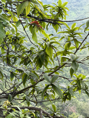 Quercus rysophylla, photograph (c) Cody Hinchliff, some rights reserved (CC BY)
