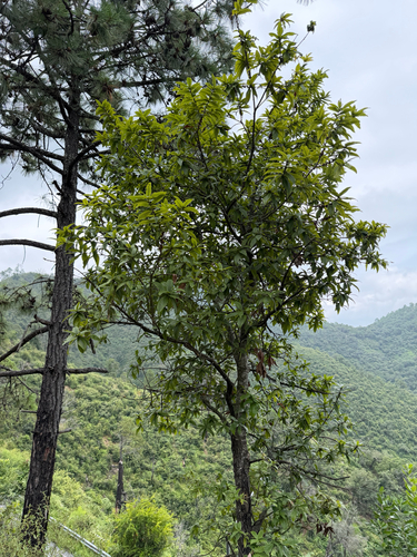 Quercus rysophylla, photograph 6