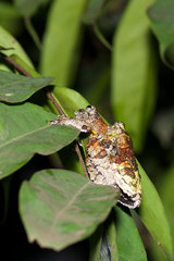Dendropsophus marmoratus