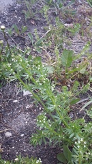 Galium tricornutum