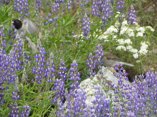 iNaturalist observation photo of Dark-eyed Junco