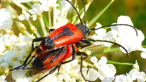 heart longhorn beetle