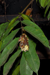 Dendropsophus marmoratus