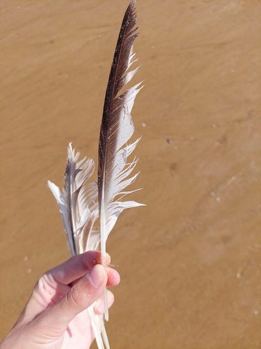 Plume de Mouette mélanocéphale