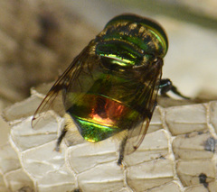 Ornidia whiteheadi