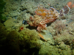 Scorpaena sumptuosa
