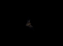 Myotis velifer