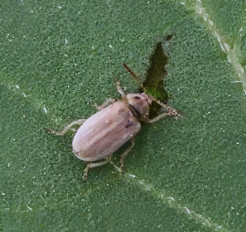 Monoxia