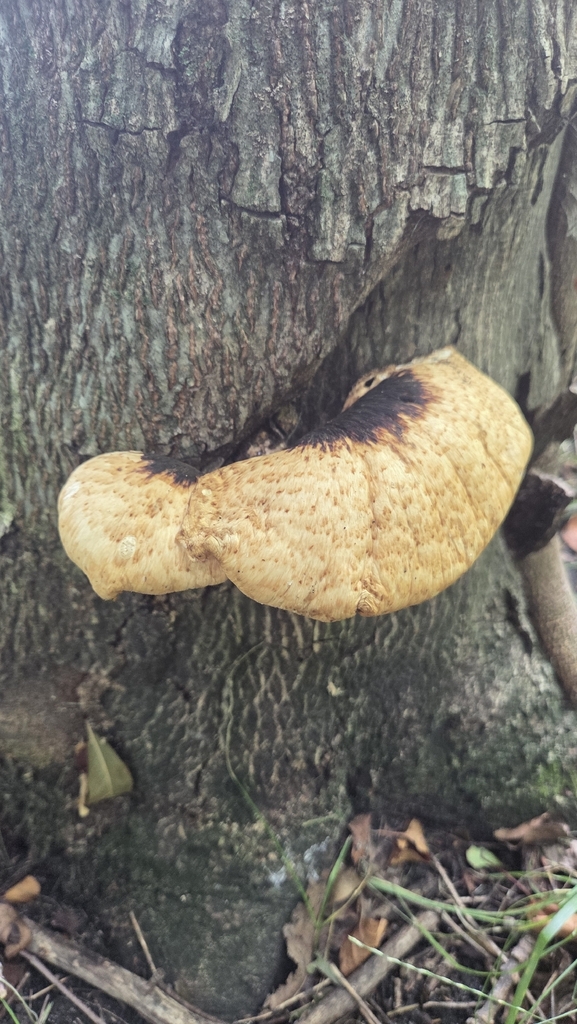 Dryad's Saddle · July 2026 · photo: Photo: (c) Carter Ertel, some rights reserved (CC BY) · iNaturalist