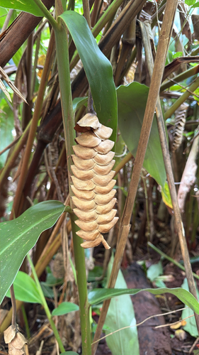 Calathea observed 2026-07-19