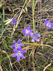 Brodiaea jolonensis