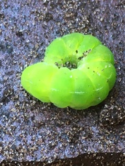 Phlogophora