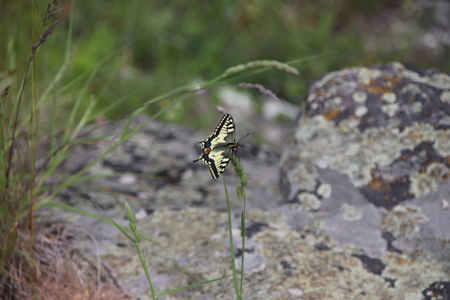 Old World Swallowtail
