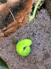 Phlogophora
