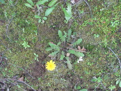 Leontodon tuberosus