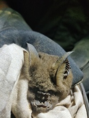 Hipposideros armiger