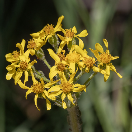 Senecio integerrimus, 2026-07-09