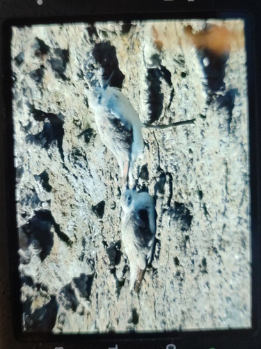 iNaturalist image