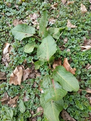 Rumex obtusifolius