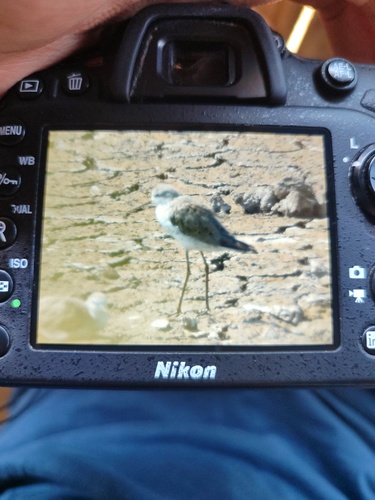 iNaturalist image
