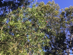 Melaleuca viminalis viminalis