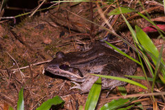 Leptodactylus bolivianus