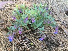 Mertensia oblongifolia