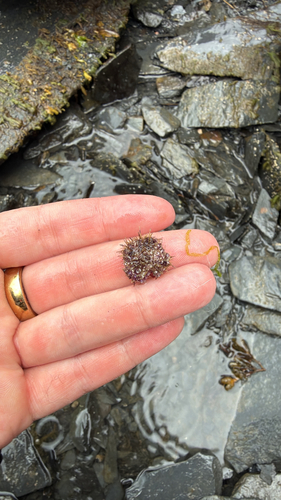 Arctic Green Sea Urchin