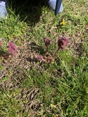 Lamium purpureum
