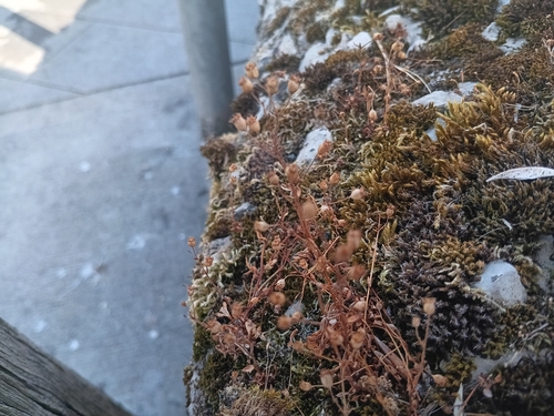 Saxifraga tridactylites, photograph 6