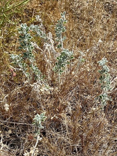 Medicago marina, photograph 5