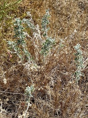 (c) Rui Ribeiro, some rights reserved (CC BY) Medicago marina, photograph (c) Rui Ribeiro, some rights reserved (CC BY)
