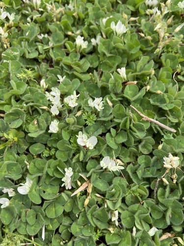 Trifolium subterraneum iNat (1)