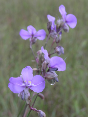 Murdannia macrocarpa