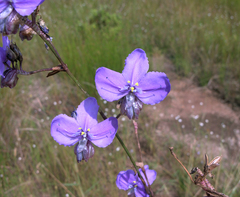 Murdannia macrocarpa