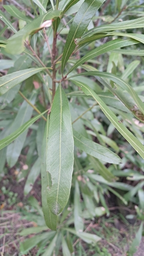Labatia salicifolia