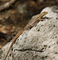 Cnemidophorus murinus