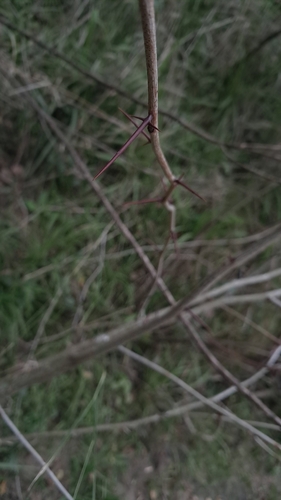 honey locust