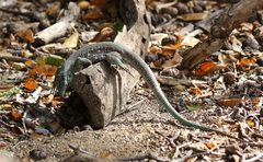 Cnemidophorus murinus